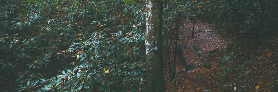 Sheltowee Trace is Kentucky's longest trail.