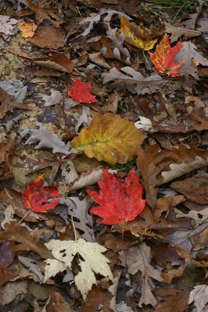 Forest Floor in the Fall