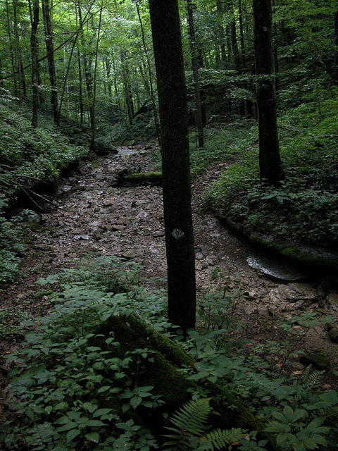 Tributary above War Fork