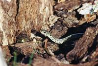 Garter snake on the trail
