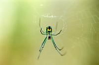 Green Spider.01