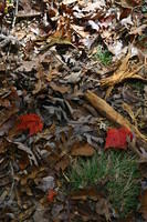 Forest floor in the Fall near Pine Mountain