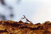 Preying mantis on tree.01