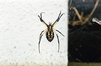 Yellow black spider.01