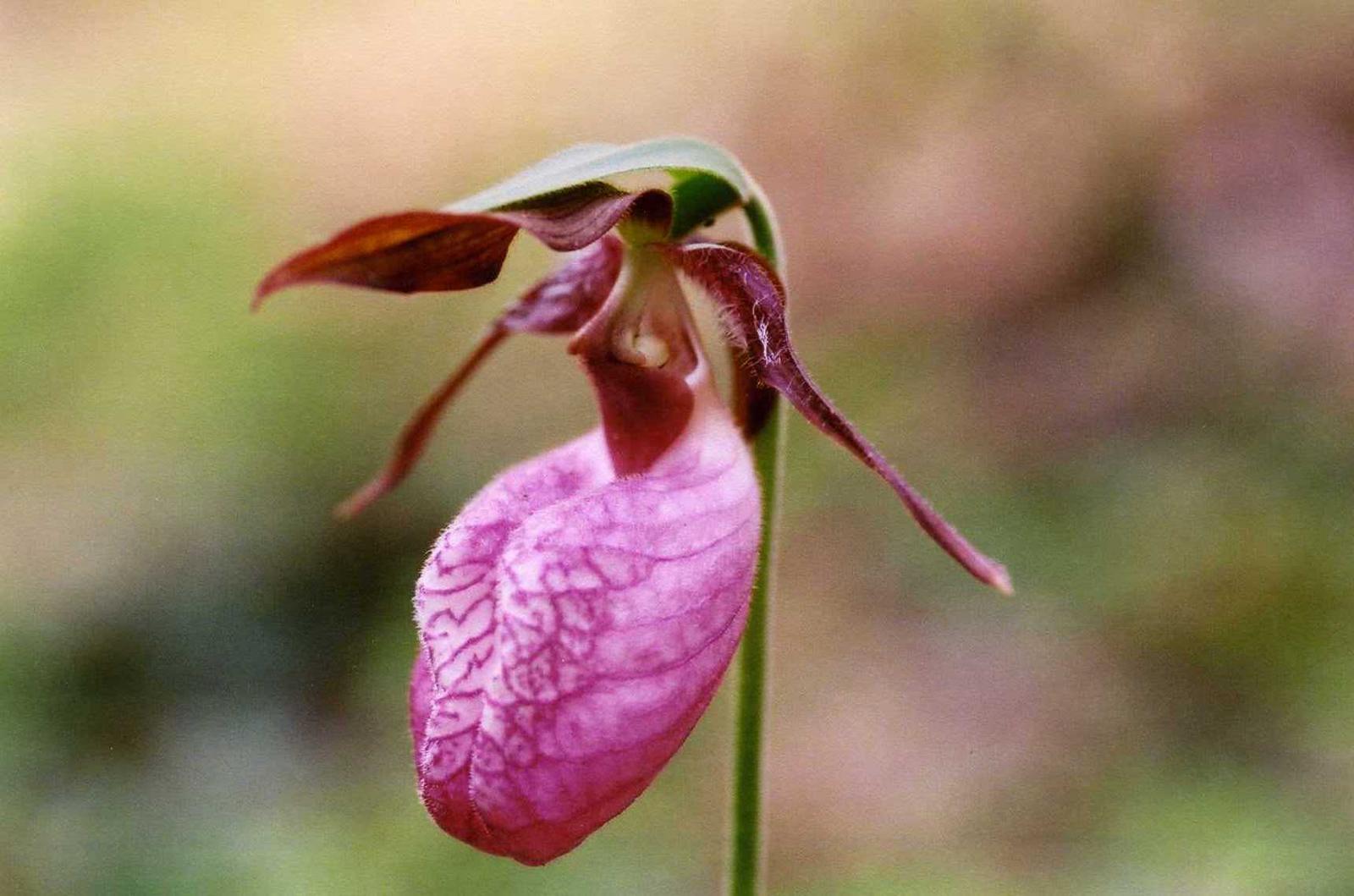 Pink Lady Slipper very rarewatch your step and look out for the ever
